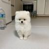 Puppies for sale Greece, Athens Pomeranian Spitz