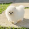 Puppies for sale Sweden, Mutal Pomeranian Spitz