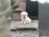 Puppies for sale Spain, San Sebastian Maltese