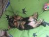 Puppies for sale Germany, Frankfurt Haski