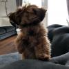 Puppies for sale Czech Republic, Prague Other breed