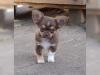 Puppies for sale Germany, Frankfurt Chihuahua