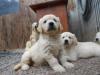 Puppies for sale Germany, Braunschweig Labrador