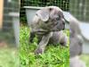 Puppies for sale Germany, Hannover French Bulldog