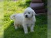 Puppies for sale Romania, Dirlosh Labrador