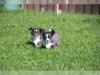 Puppies for sale Hungary, Pech Chihuahua