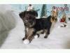 Puppies for sale Cyprus, Nicosia Yorkshire Terrier
