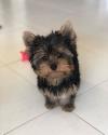 Puppies for sale Greece, Athens Yorkshire Terrier