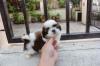 Puppies for sale Austria, Vienna Shih Tzu