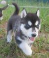 Puppies for sale Greece, Athens Haski