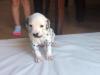 Puppies for sale Austria, Vienna Dalmatian
