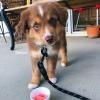 Puppies for sale Austria, Vienna Australian Shepherd