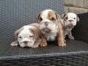 Puppies for sale Greece, Athens English Bulldog