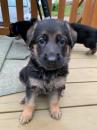 Puppies for sale Austria, Vienna German Shepherd Dog
