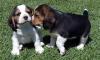 Puppies for sale Germany, Dortmund Beagle