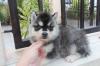 Puppies for sale Spain, Lerida Haski