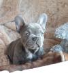 Puppies for sale Greece, Athens French Bulldog