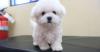 Puppies for sale Canada, Nova Scotia Maltese