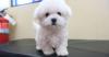Puppies for sale Azerbaijan, Ganja Maltese