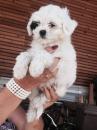 Puppies for sale Hungary, Szekesfehervar Maltese