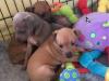 Puppies for sale Finland, Lapperanta Italian Greyhound