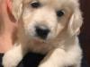 Puppies for sale Finland, Helsinki Golden Retriever