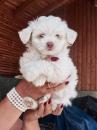 Puppies for sale Netherlands, Enschede Maltese