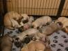 Puppies for sale France, Marseille Bullmastiff
