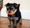 Puppies for sale Cyprus, Paphos Yorkshire Terrier