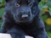 Puppies for sale Cyprus, Limassol German Shepherd Dog