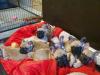Puppies for sale Greece, Piraeus French Bulldog