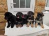 Puppies for sale Spain, Barcelona German Shepherd Dog