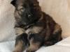 Puppies for sale Netherlands, Maastricht German Shepherd Dog