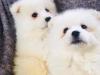 Puppies for sale Cyprus, Paphos Samoyed dog (Samoyed)