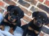 Puppies for sale Cyprus, Limassol Rottweiler