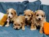 Puppies for sale Greece, Athens , maltipoo