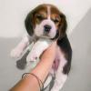 Puppies for sale Slovenia, Mostar Beagle