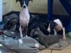 Puppies for sale Netherlands, Dordrecht Italian Greyhound