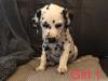 Puppies for sale Greece, Thessaloniki Dalmatian