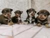 Puppies for sale Finland,  Chihuahua