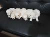 Puppies for sale Greece, Athens Golden Retriever