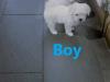 Puppies for sale Netherlands, Eindhoven Maltese
