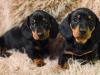 Puppies for sale Cyprus, Paphos Dachshund