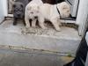Puppies for sale Netherlands, Dordrecht Shar Pei