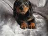 Puppies for sale Greece, Thessaloniki Dachshund
