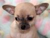 Puppies for sale Cyprus, Nicosia Chihuahua