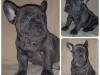 Puppies for sale Germany, French Bulldog