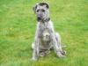 Puppies for sale Cyprus, Paphos Irish Wolfhound