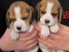 Puppies for sale Finland, Rovaniemi Beagle
