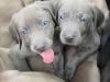 Puppies for sale Greece, Thessaloniki Weimaraner